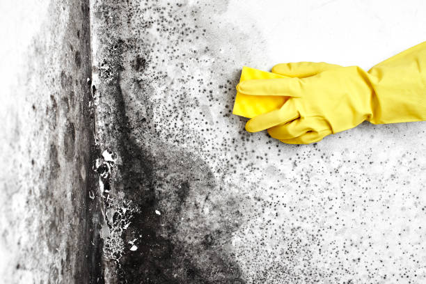 Best Crawl Space Mold Remediation in Frazeysburg, OH