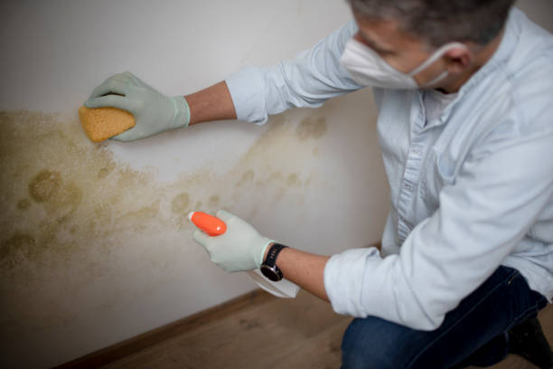 Best Kitchen Mold Remediation in Frazeysburg, OH
