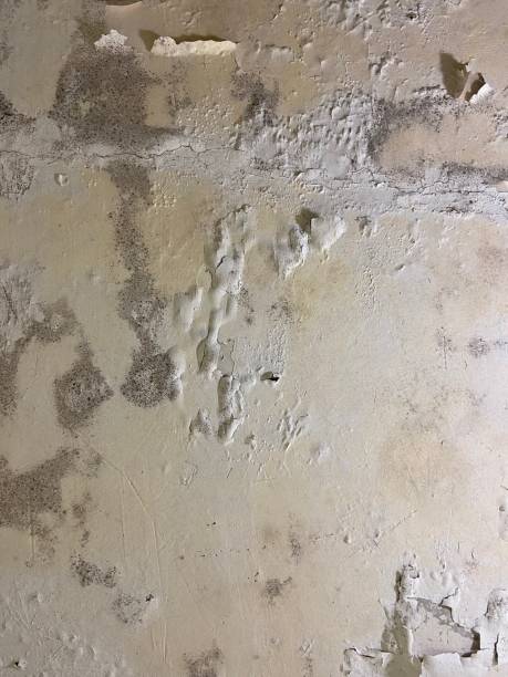 Best Post-Flood Mold Remediation in Frazeysburg, OH